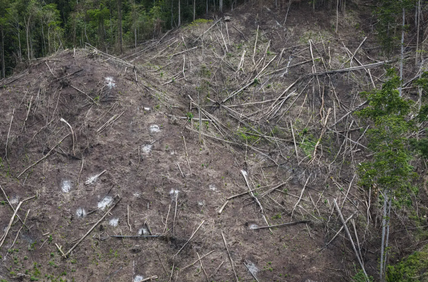 Indonesian Forests